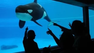 Dr. Naomi Rose tells about the US Laws on Captive Orcas