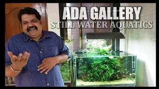 ADA Gallery Mumbai Part 3 | Still Water Aquatics | Aquascaping