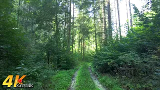 4K Virtual Hike Near River through the Forest