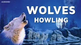 1 Hour of WOLVES Howling at Night | Listen to the cries of Wolves | Relaxation, Sleep, Meditation