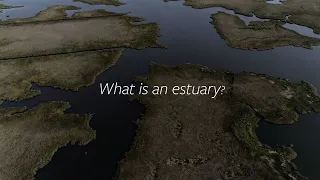 Outer Banks Ecosystems: Estuaries