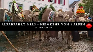 Alpabfahrt Mels - Höhepunkte aller Abfahrten - Luegemol TV