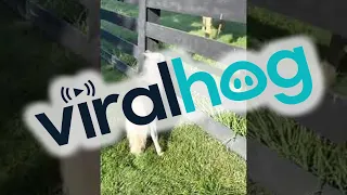 Tubby the Dwarf Mini Horse Prances Near Sailor the Horse || ViralHog