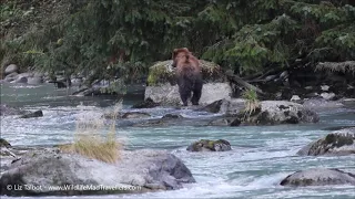 Chilkoot River Corridor Mother Bears & Cubs