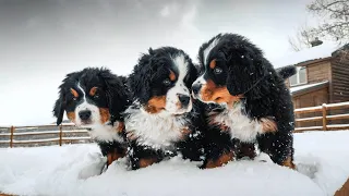WEEK 8 PUPDATE!! Bernese Mountain Dog Puppies' First Snow! || Ep. 9