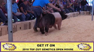 Top Cut Genetics | Get it On Exotic Boar | 2018