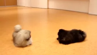 Pekingese puppies Blacky and Villu playing