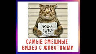 Самые смешные видео с животным Веселые ролики карантин! Лучшая подборка смешных роликов про карантин