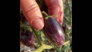 Brads Atomic Grape Tomato Plant