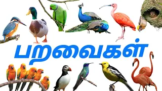 பறவைகளின் பெயர்கள்  |  Birds name tamil and english  |  kids educational videos