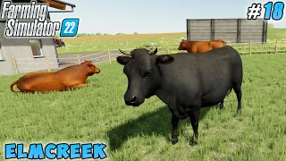 Angus sale Limousine purchase, calf feeding, soybean harvesting | Elmcreek | FS 22 | Timelapse #18