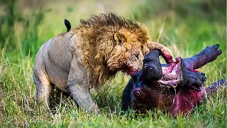 5 Moments Brutal Lion Battles Attack Their Prey