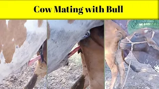 Cow Meeting Videos | Cow Breeding Bull | Breeding of Cows | Sahiwal Cow Meeting with Cholistani Bull