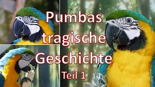 Pumbas tragische Geschichte - Teil1