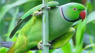 Cute Parrot Sounds | Parrot Nature Video