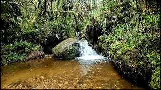 Peaceful birdsong, gentle spring water sounds in the tropical forest, sleep, meditation, relaxation