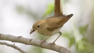 BTO Bird ID - Nightingale and Other Night Singers