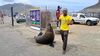 Happy the seal at Kalkbay and more from around South Africa today