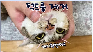 emergency! Black sesame seeds are coming out of the cat's chin... Quick blackhead removal!