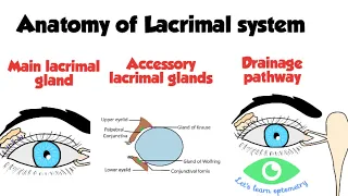 Lacrimal drainage system anatomy