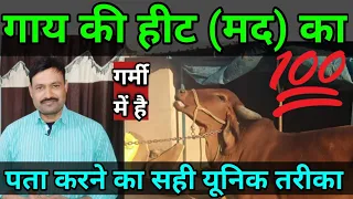 गाय हिट मद गर्मी में है 100% कैसे पता करें cow heat symptoms गाय के हिट के लक्षण