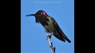 Anna's Hummingbird Courtship Dive Sound Clips