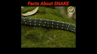 Facts About SNAKE And SCORPION || Amazing Facts || #shorts #facts