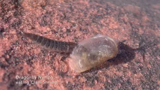 Macro Life in an Ephemeral Pool at Red Rock Canyon ~ Clam Shrimp, Fairy Shrimp, Triops