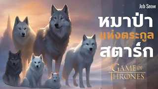 หมาป่าไดร์วูล์ฟ แห่งตระกูลสตาร์ก Game of Thrones - Job Snow