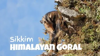 Himalayan Goral (Naemorhedus goral)           ||Sikkim|| #sikkimwildlife #mammalsofsikkim