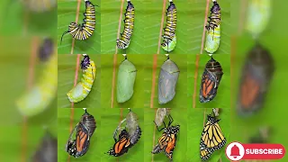 Butterfly Life Cycle🦋🐛/the egg, larvae (caterpillar), the pupa (chrysalis), and the adult butterfly