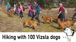 Hiking with 100 HUNGARIAN VIZSLA dogs!  DogcastTV!