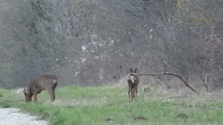 l'arrivée du printemps