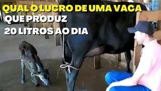 Qual é o Lucro e o Custo Por Mês  de uma Vaca Leiteira Produzindo 20 Litros de Leite ao Dia