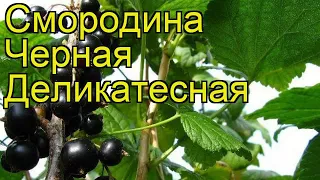 Смородина черная Деликатесная. Краткий обзор, описание характеристик ribes nigrum Delikatesnaya