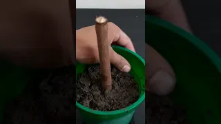 Cloning Rose Apple Tree From Cutting Mother Plant's Branch#Shorts