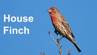 At Your Feeder: House Finch