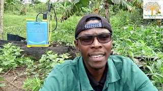 Comment utiliser l'urine humaine en agriculture (Épisode 02)