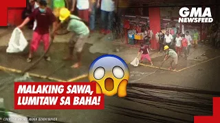 GMA News Feed: Malaking sawa, lumitaw sa baha!