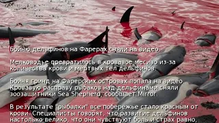 Бойню дельфинов на Фарерах сняли на видео