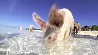 Exuma 2015 - Swimming Pigs of the Caribbean