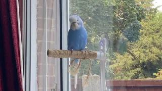 Budgie Boo , his first talk on camera