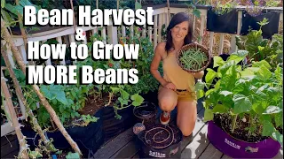 Harvesting Organic Beans from the Container Garden and How to Grow MORE Beans! 🌱👩🏻‍🌾