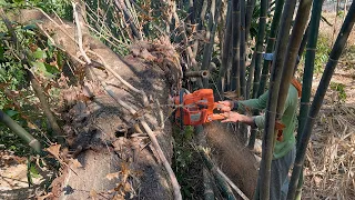 Makes me dizzy... Cut down 2 trembesi trees, Stihl ms881 & Husqvarna 395xp.