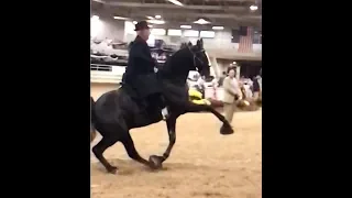 "Big Lick" Tennessee Walking Horse Horrifically Struggles To Canter - Asheville, NC
