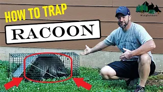 HOW TO TRAP & RELEASE RACOON!! | LIVE TRAP METHOD