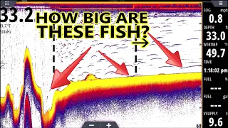 Sonar for Dummies! Fish Finder Explained for BEGINNERS!  (L3)