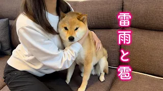 ゲリラ雷雨の恐怖に腰が抜けてブルブル震えながらママに助けを求める柴犬が可愛い