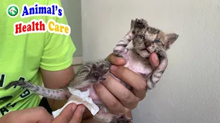 Rescue 4 baby orphaned kittens and becoming their mom – Will they accept me?