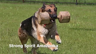 Strong Spirit Amazonka